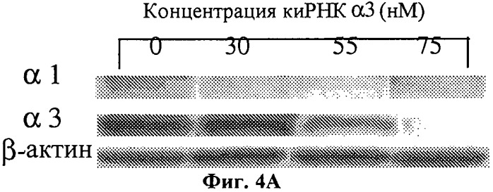 Способ определения вероятности терапевтического ответа на противораковую химиотерапию сердечным гликозидом (патент 2508114)