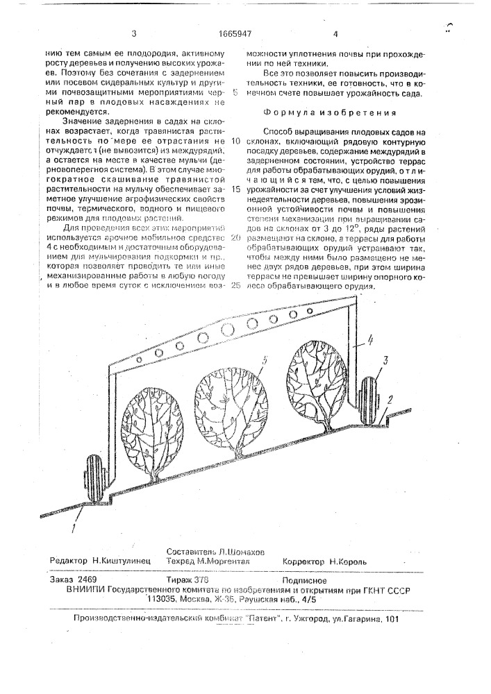 Способ выращивания плодовых садов на склонах (патент 1665947)