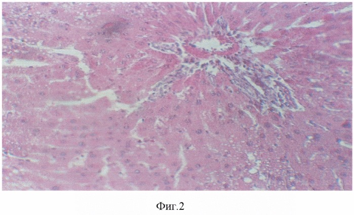 Гепатопротектор (патент 2325158)