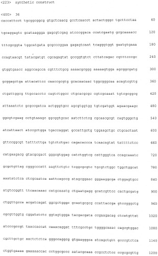 Плазмидный вектор phyp с повышенной сегрегационной стабильностью для экспрессии рекомбинантного белка, бактерия - продуцент предшественника рекомбинантного белка и способ получения рекомбинантного белка (патент 2496877)