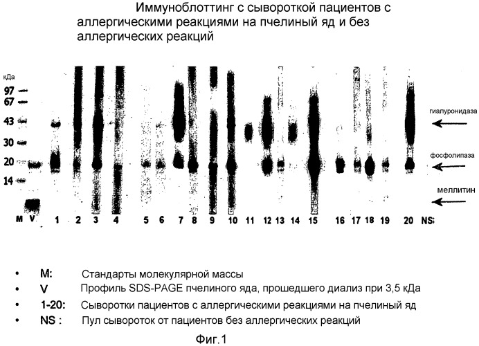 Аллергены и аллергоиды из пчелиного яда (патент 2481122)