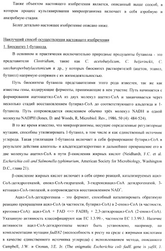 Бактерия - продуцент 1-бутанола и способ получения 1-бутанола (патент 2431672)