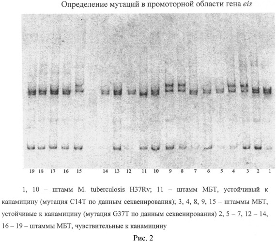 Способ диагностики чувствительности штаммов mycobacterium tuberculosis к инъекционным противотуберкулезным препаратам резервного ряда (аминогликозидам и капреомицину) (патент 2509158)