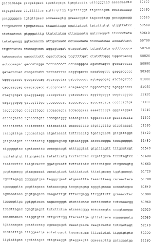 Генетические локусы, связанные с устойчивостью к пыльной головне у маиса (патент 2562864)