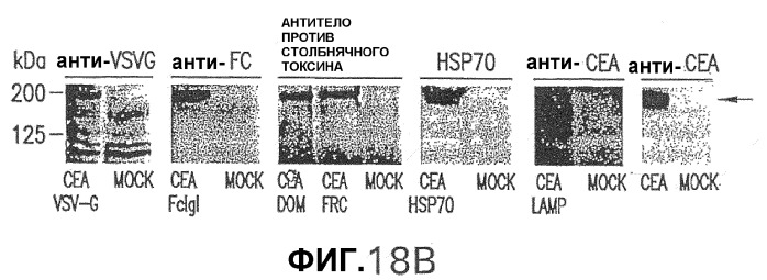 Слитые белки карциноэмбрионального антигена (патент 2380375)