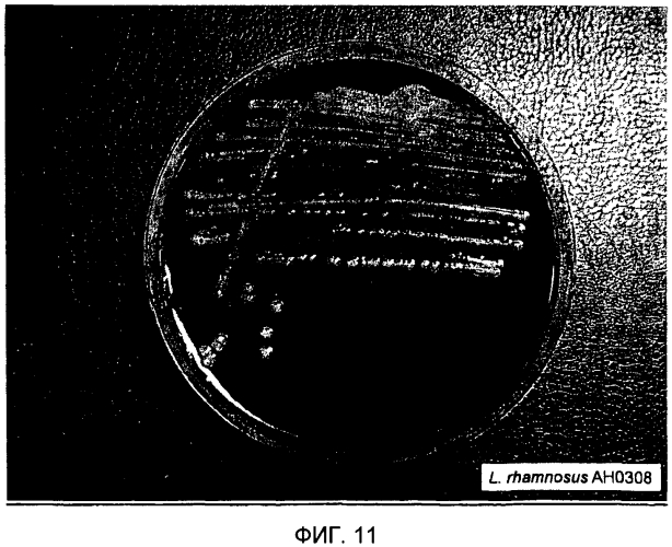 Пробиотическая бифидобактерия bifidobacterium longum (патент 2570557)