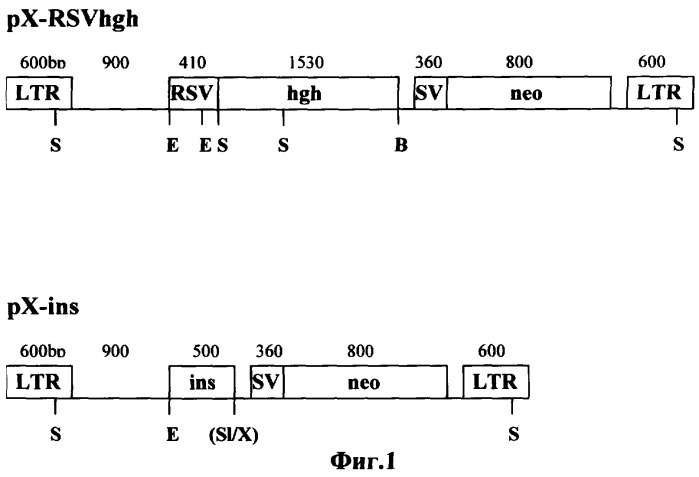 Способ трансформации стволовых клеток семенников животных in vivo (патент 2290442)