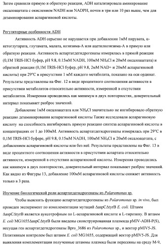 Бактерия семейства enterobacteriaceae - продуцент l-аспарагиновой кислоты или метаболитов, производных l-аспарагиновой кислоты, и способ получения l-аспарагиновой кислоты или метаблитов, производных l-аспарагиновой кислоты (патент 2472853)