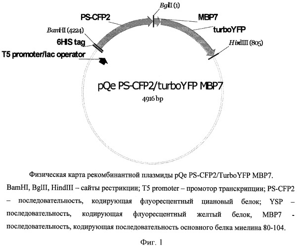 Рекомбинантная плазмидная днк pqe30_ps-cfp2/turbo yfp_mbp7, кодирующая гибридный белок ps-cfp2/turbo yfp_mbp7, штамм escherichia coli bl21(de3)/pqe30_ps-cfp2/turbo yfp_mbp7 - продуцент указанного белка и способ получения белка ps-cfp2/turbo yfp_mbp7 (патент 2430161)