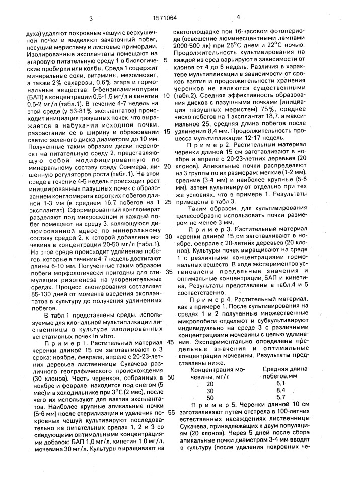 Способ микроклонального размножения лиственницы (патент 1571064)