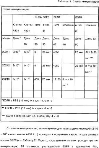 Человеческие моноклональные антитела к рецептору эпидермального фактора роста (egfr), способ их получения и их использование, гибридома, трансфектома, трансгенное животное, экспрессионный вектор (патент 2335507)