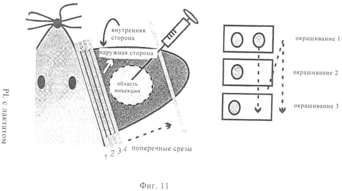 Оптимизированная композиция для инъекции рнк (патент 2418593)