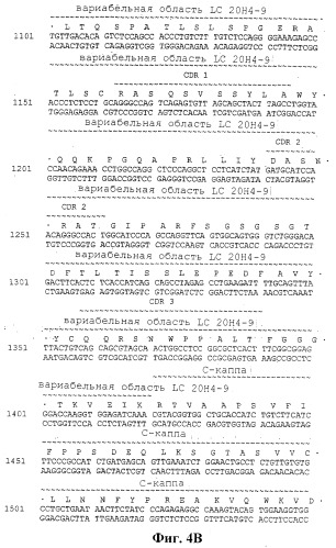 Человеческие антитела против человеческого 4-1вв (cd137) (патент 2376316)