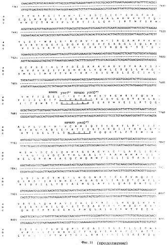 Vgc2 днк salmonella typhimurium, мутантная бактерия, обладающая пониженной способностью к адаптации к условиям окружающей среды, и способ ее получения (патент 2370541)