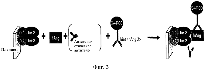 Антитела против ангиопоэтина-2 человека (патент 2569107)
