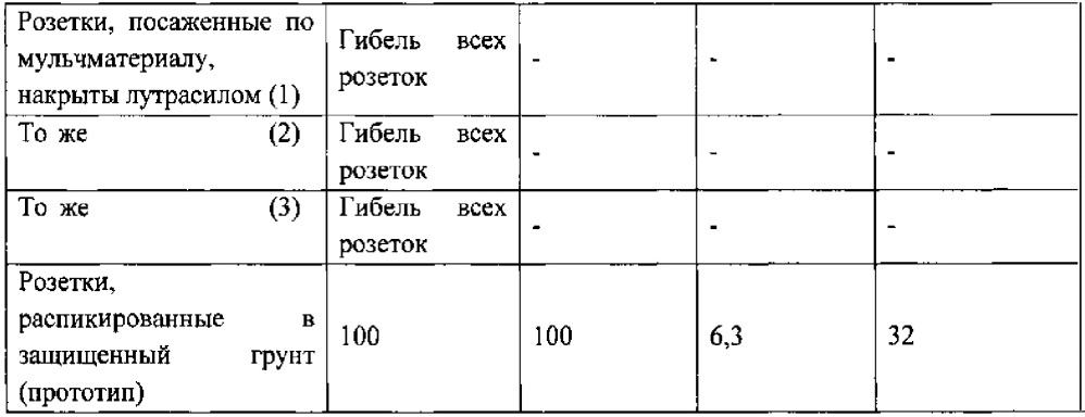 Способ закладки промышленной плантации земляники (патент 2624225)