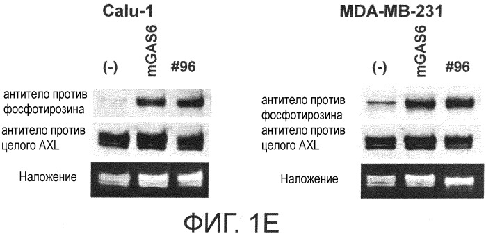 Моноклональные антитела, способные связываться с белком axl, и их применение (патент 2559530)