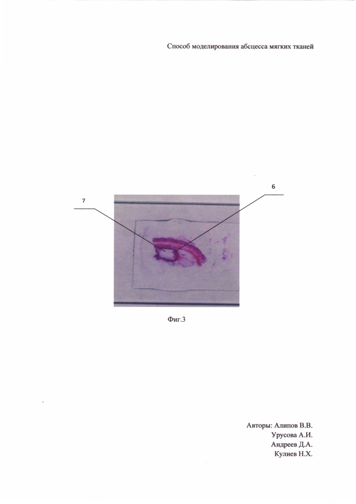 Способ моделирования абсцесса мягких тканей (патент 2601378)