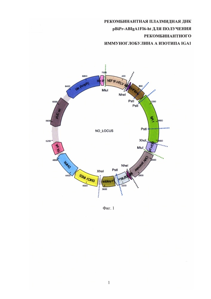 Рекомбинантная плазмидная днк pbipr-abiga1fi6-ht для получения рекомбинантного иммуноглобулина а изотипа iga1 (патент 2656142)
