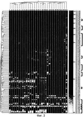 Новая гидрогеназа seq id no:5, очищенная из thermococcus onnurienus na1 с помощью моноokcида углерода, кодирующие ее гены, и способы получения водорода с использованием микроорганизма, имеющего указанные гены (патент 2460789)