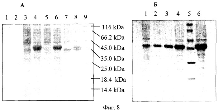6-фосфоглюконолактоназа из escherichia coli, фрагмент днк, бактерия, принадлежащая к роду escherichia - продуцент l-аминокислоты и способ получения l-аминокислоты (патент 2288268)