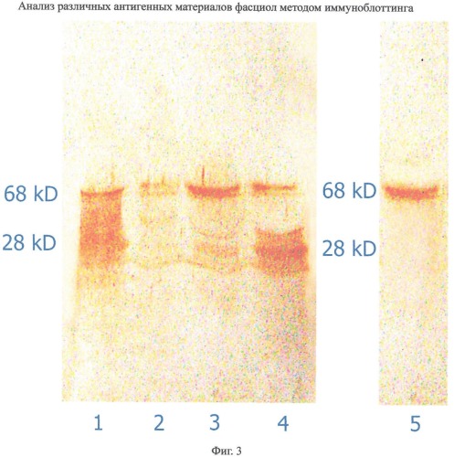 Способ очистки группы высокомолекулярных белковых антигенов фасциол (патент 2422456)