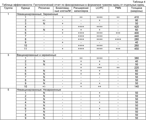 Аттенуированный штамм mycoplasma gallisepticum, вакцинная композиция и способ вакцинации (патент 2441909)