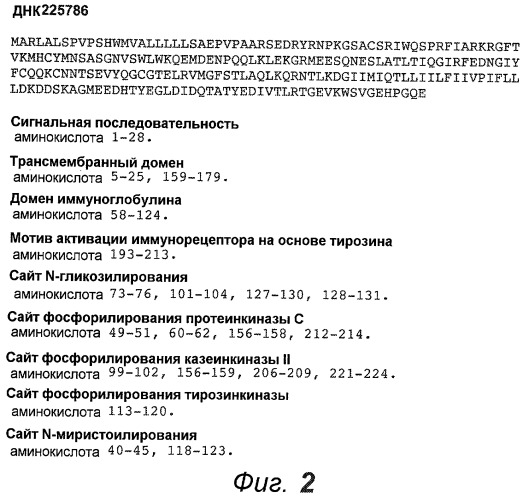 Анти-cd79b антитела и иммуноконъюгаты и способы их применения (патент 2511410)