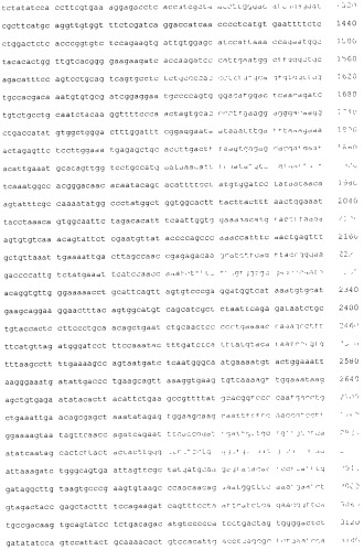 Pscaxcd3, cd19xcd3, c-metxcd3, эндосиалинxcd3, epcamxcd3, igf-1rxcd3 или fap-альфаxcd3 биспецифическое одноцепочечное антитело с межвидовой специфичностью (патент 2547600)