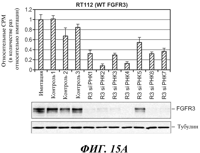 Антитела против fgfr3 и способы их применения (патент 2568066)
