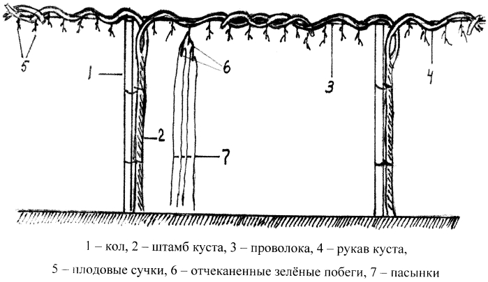 Способ формирования и ведения подвойных кустов винограда (патент 2552367)