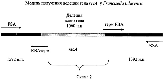 Способ стабилизации вакцинного туляремийного штамма (патент 2457249)