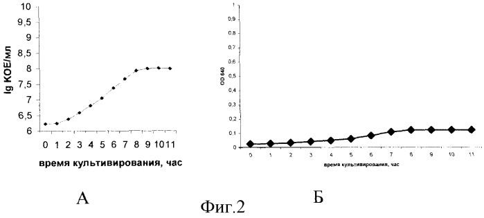 Штамм lactobacillus fermentum z, используемый для производства пробиотических молочнокислых продуктов (патент 2412239)