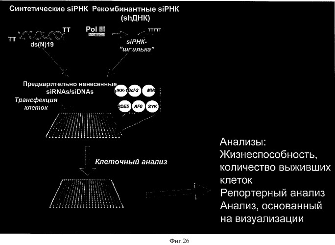 Способы и композиции для индукции апоптоза раковых клеток (патент 2379056)
