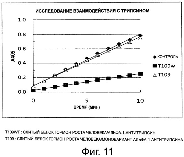 Слитый белок или пептид с увеличенным временем полужизни in vivo, поддерживаемый за счет замедленного высвобождения in vivo, и способ увеличения времени полужизни in vivo с его применением (патент 2503688)