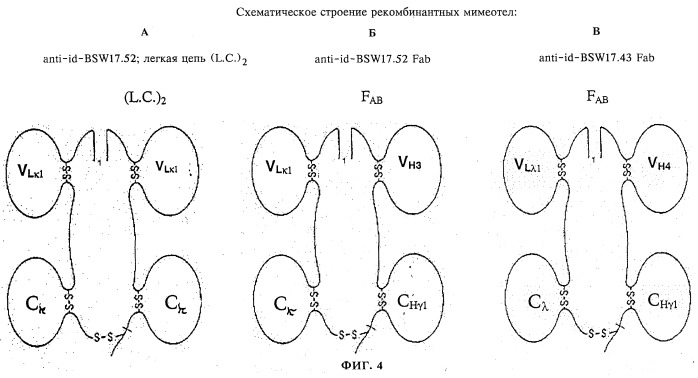 Антиидиотипическое антитело к антителам, ингибирующим связывание иммуноглобулина с его высокоаффинным рецептором (патент 2253655)