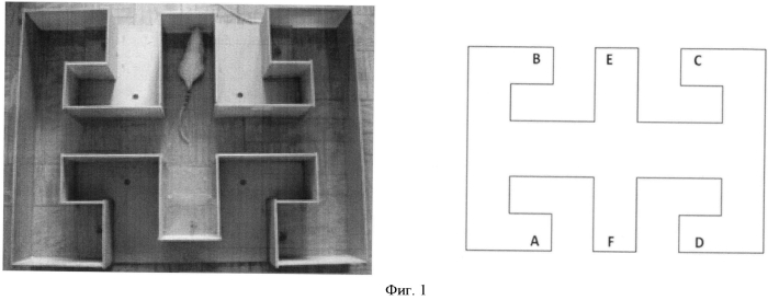 Способ оценки пространственной ориентировки и когнитивных нарушений у экспериментальных животных (патент 2551308)