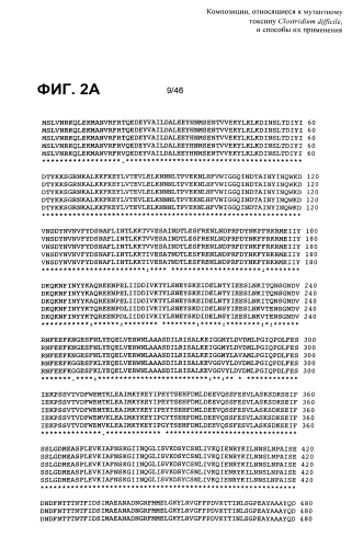Композиции, относящиеся к мутантному токсину clostridium difficile, и способы их применения (патент 2592686)