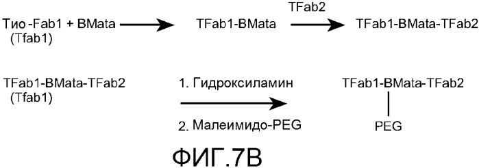 Мультиспецифические антитела, аналоги антител, композиции и способы (патент 2580038)