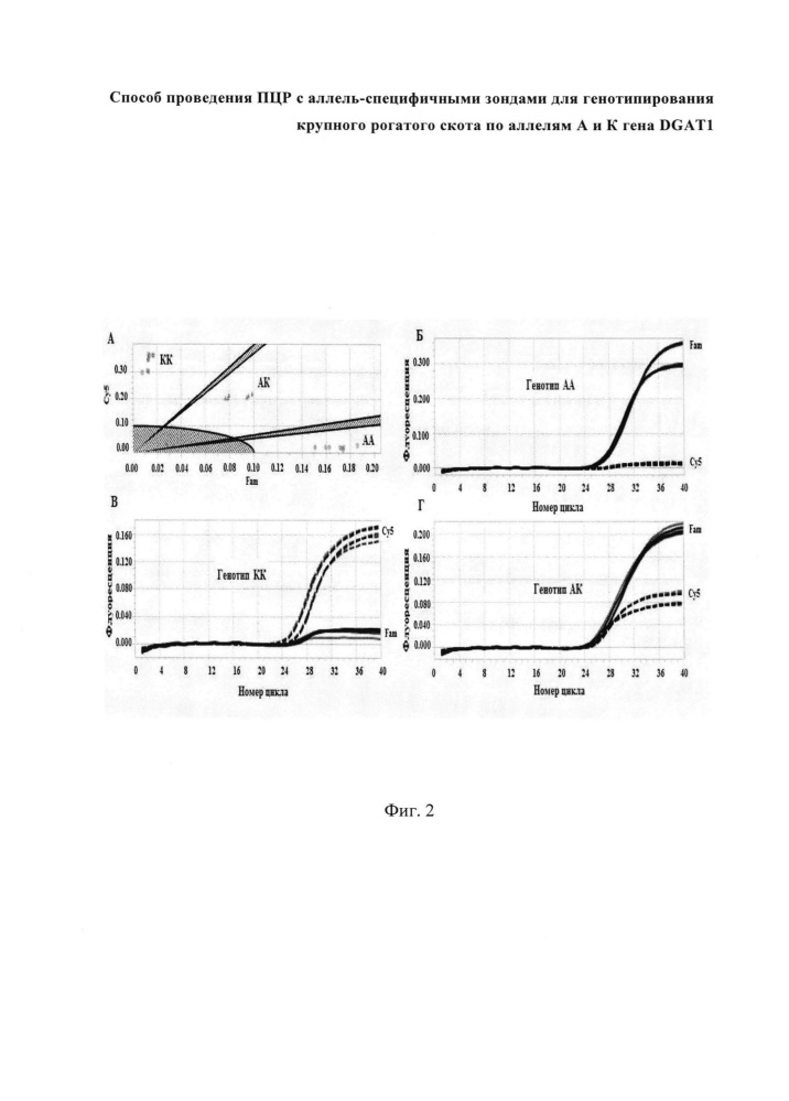 Способ проведения пцр с аллель-специфичными зондами для генотипирования крупного рогатого скота по аллелям а и к гена dgat1 (патент 2662972)