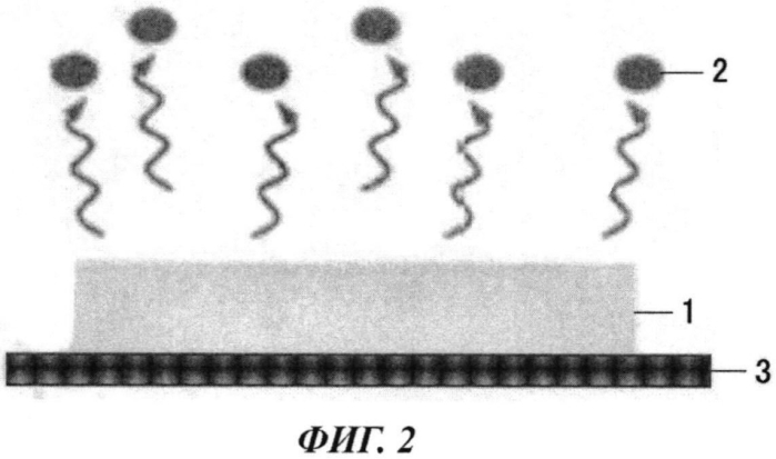 Косметическая композиция в виде эмульсии вода-в-масле (патент 2577305)