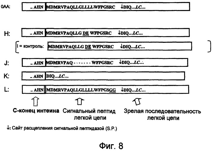 Экспрессия множества генов, включая sorf-конструкции, и способы экспрессирования иммуноглобулина (патент 2478709)