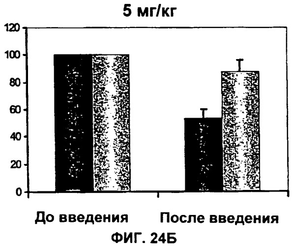 Антитела против интерлейкина-13 человека и их применение (патент 2427589)