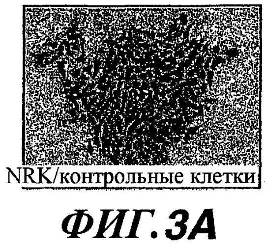 Способы и композиции для модуляции и обнаружения активности wisp (патент 2412201)