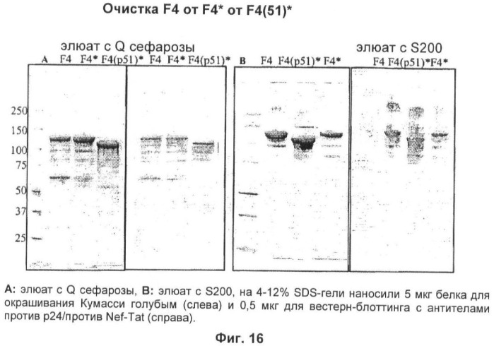 Вакцина для предупреждения и лечения вич-инфекции (патент 2441878)