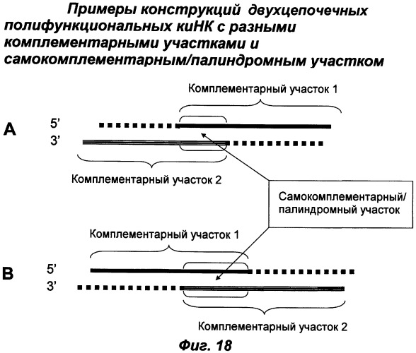 Молекулы химически модифицированной короткой интерферирующей нуклеиновой кислоты, которые опосредуют интерференцию рнк (патент 2418068)