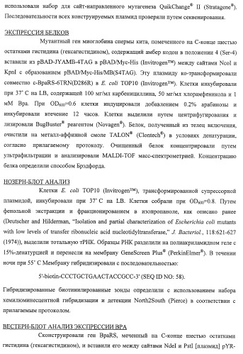 Система экспрессии компонентов ортогональной трансляции в эубактериальной клетке-хозяине (патент 2467069)