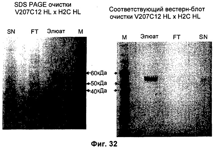 Pscaxcd3, cd19xcd3, c-metxcd3, эндосиалинxcd3, epcamxcd3, igf-1rxcd3 или fap-альфаxcd3 биспецифическое одноцепочечное антитело с межвидовой специфичностью (патент 2547600)