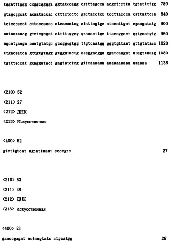 Ген синтеза клеточной стенки грибков (патент 2286387)