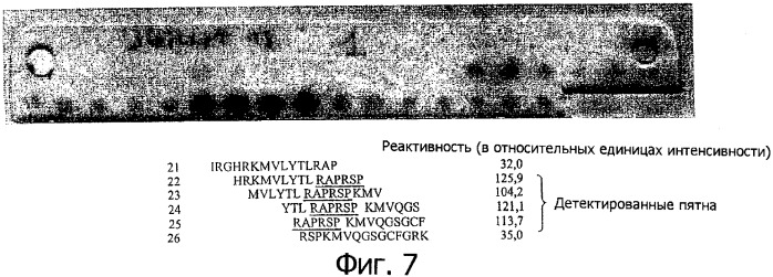 Специфические антитела для диагностики сердечной недостаточности (патент 2315773)